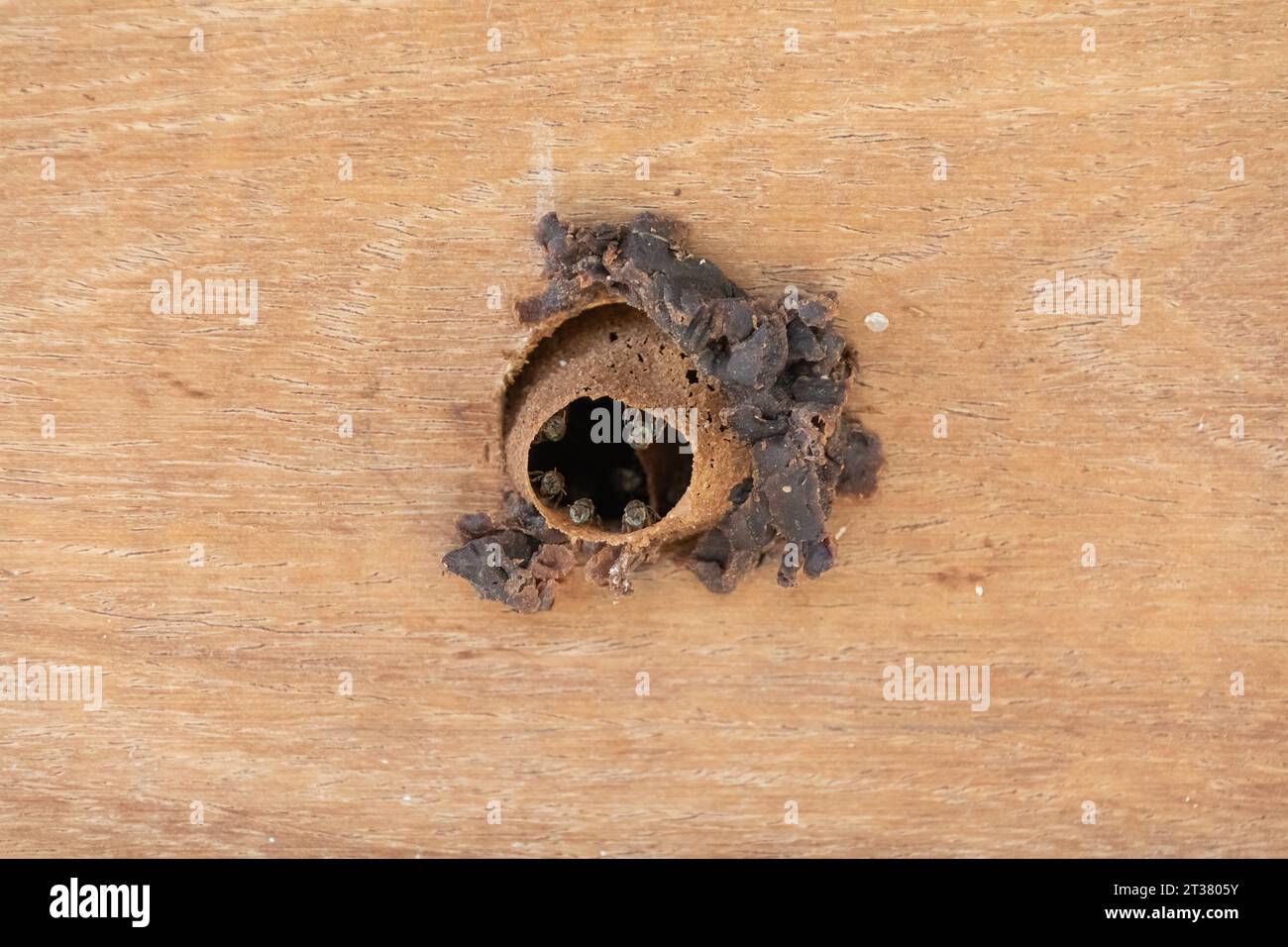 Primo piano dell'ingresso di un nido di ape melipona sul tronco di un albero. Questo insetto produce miele di alta qualità, polline e propoli per medicina Foto Stock