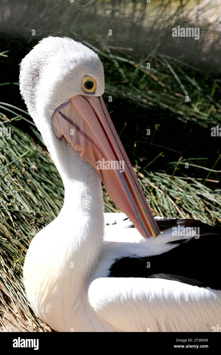 Pelican nello zoo di Adelaide in Australia Foto Stock