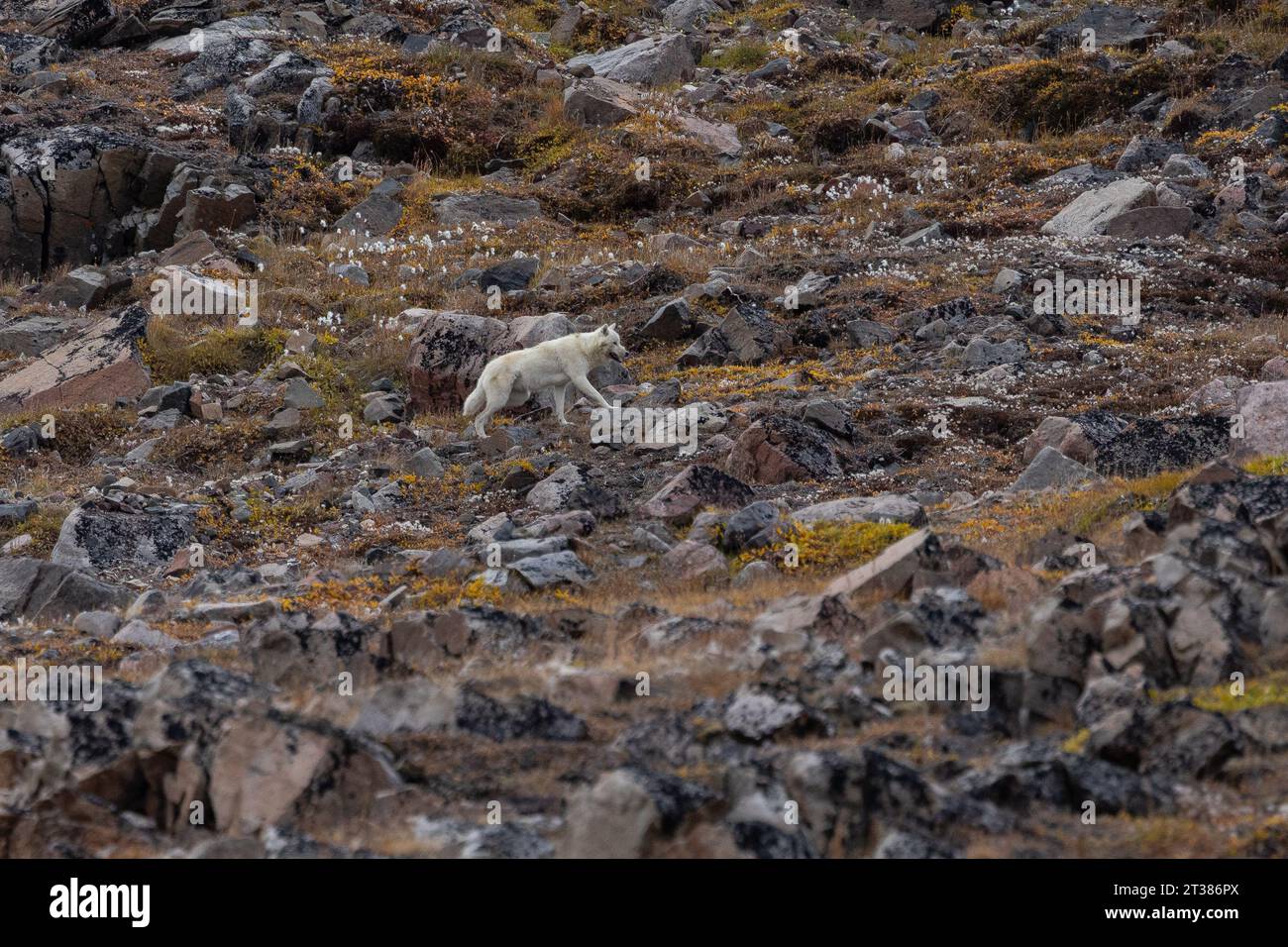 Lupo artico che cammina sulla tundra Foto Stock