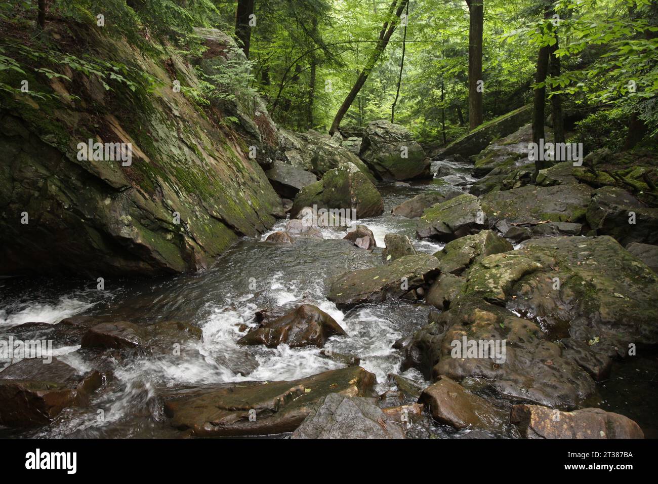 Un torrente roccioso di montagna che attraversa i boschi. Foto Stock