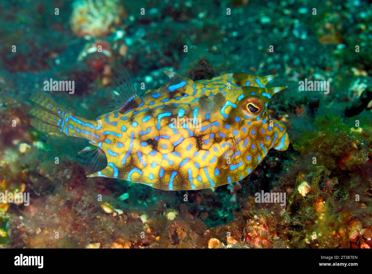 Thornback Cowfish, Lactoria fornasini. Questa è una specie velenosa di Boxfish. Tulamben, Bali, Indonesia. Mar di Bali, Oceano Indiano Foto Stock