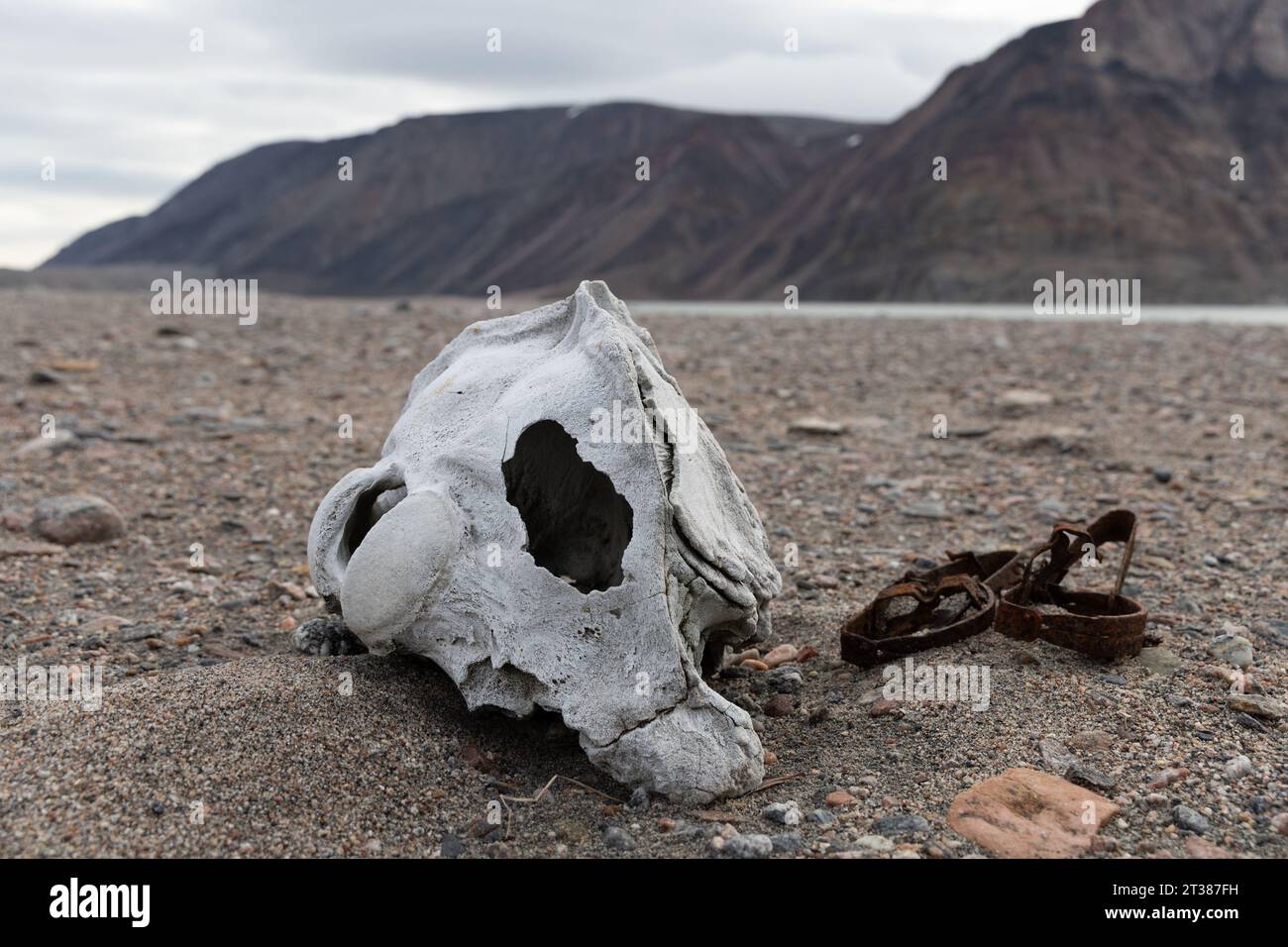 Teschio di Musk Ox e rugginito intrappolato sulla spiaggia nell'Artico Foto Stock