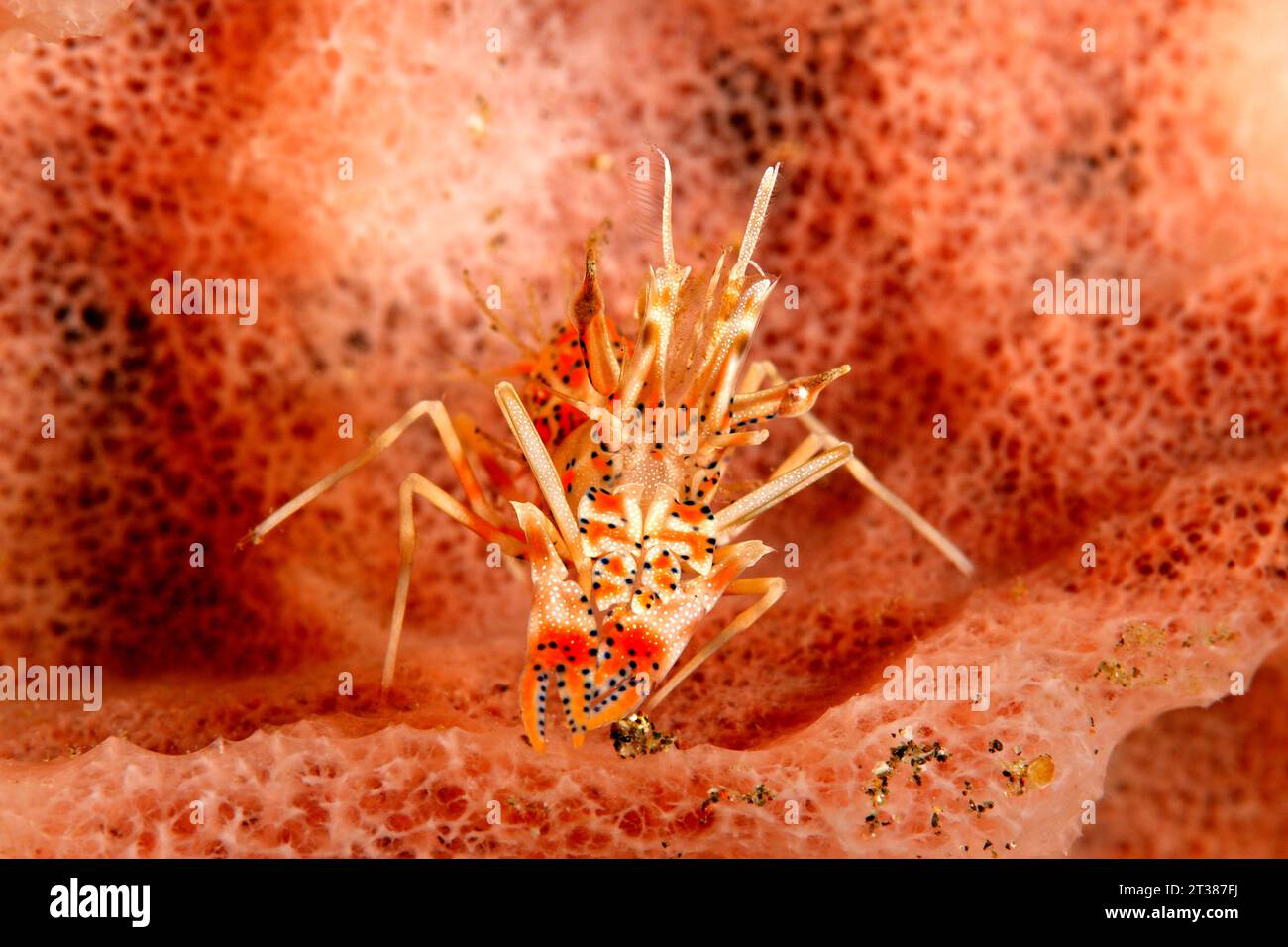 Spinosa gamberi tigre, Phyllognathia ceratophthalma. Noto anche come un Bongo gamberi. Tulamben, Bali, Indonesia. Mare di Bali, Oceano Indiano Foto Stock