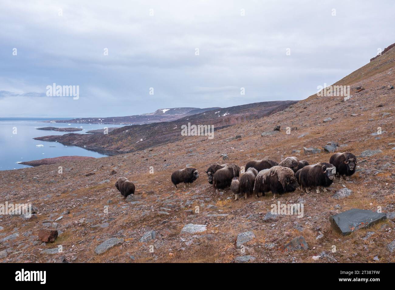 Branco di bue di muschio selvatico in Groenlandia Foto Stock