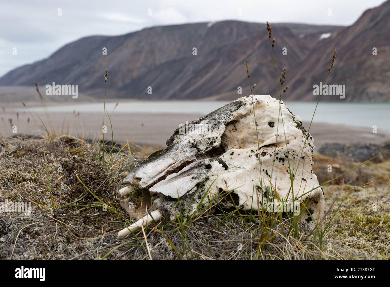 Piccolo teschio Narwhal a due denti nell'alta tundra artica Foto Stock