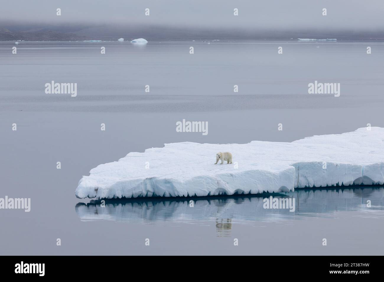 Orso polare da solo sull'iceberg alla deriva in acque aperte Foto Stock