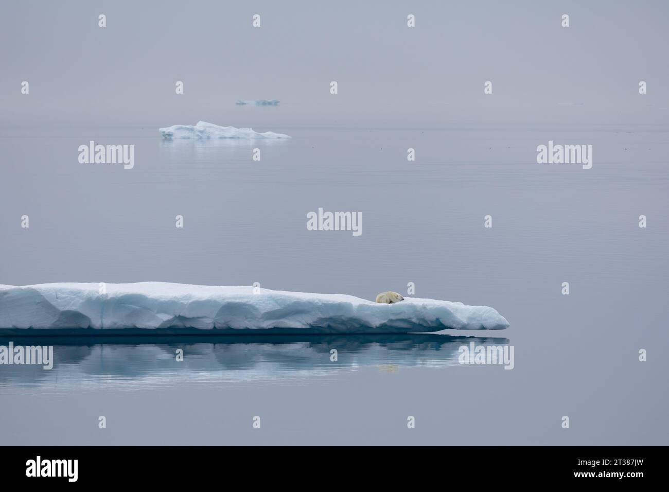 Orso polare da solo sull'iceberg alla deriva in acque aperte Foto Stock