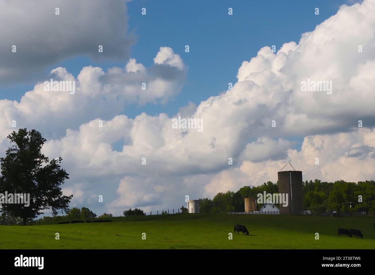 Cattle Farm con Puffy Clouds Foto Stock