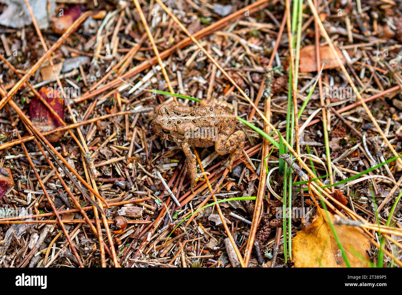 American Toad (Bufo americanus) mescolando i suoi colori con il terreno, orizzontale Foto Stock