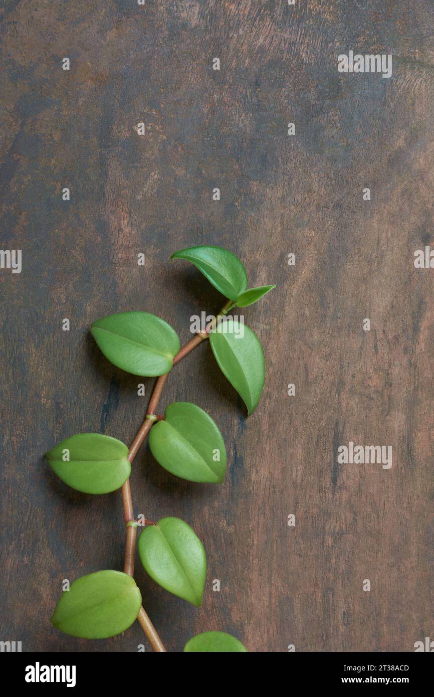 hoya carnosa o chelsea foliage, nota anche come pianta di cera o fiore di porcellana, attraente vite con foglie verdi isolate su fondo rustico di legno Foto Stock