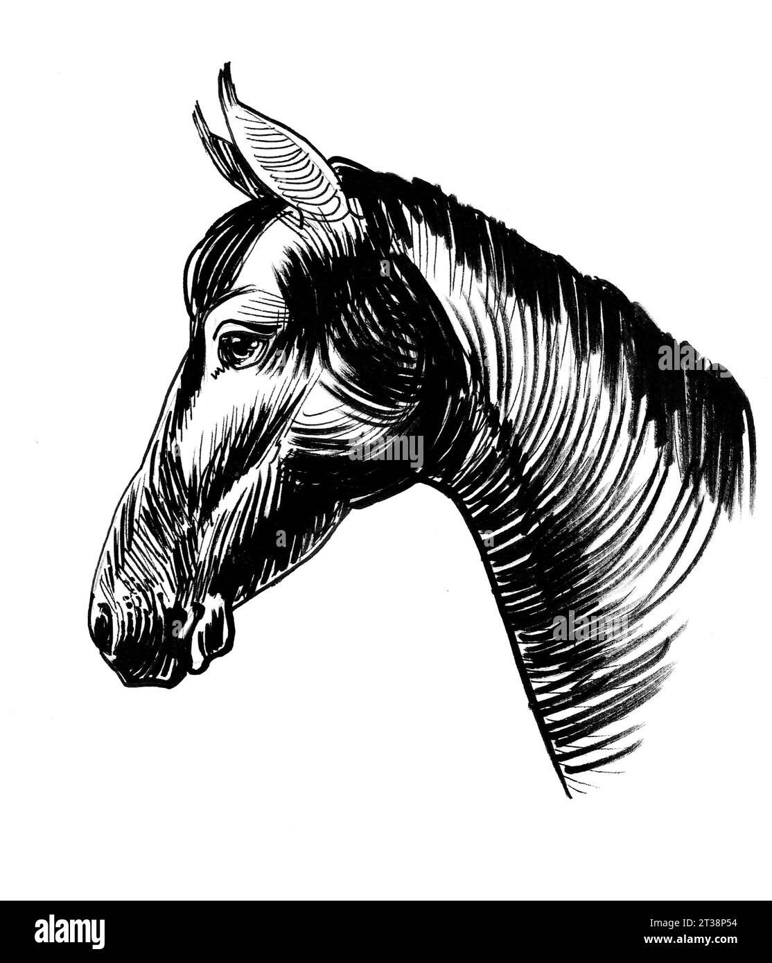 Testa di cavallo. Illustrazione in bianco e nero con inchiostro disegnato a mano Foto Stock