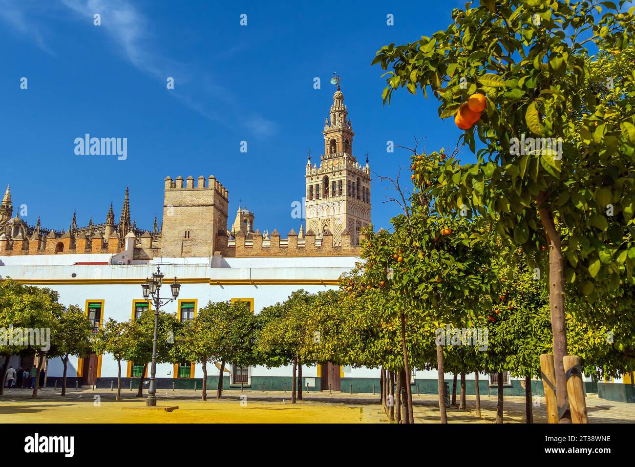 Alberi di arancio con torre Giralda e cattedrale di Siviglia nel centro della Spagna Foto Stock