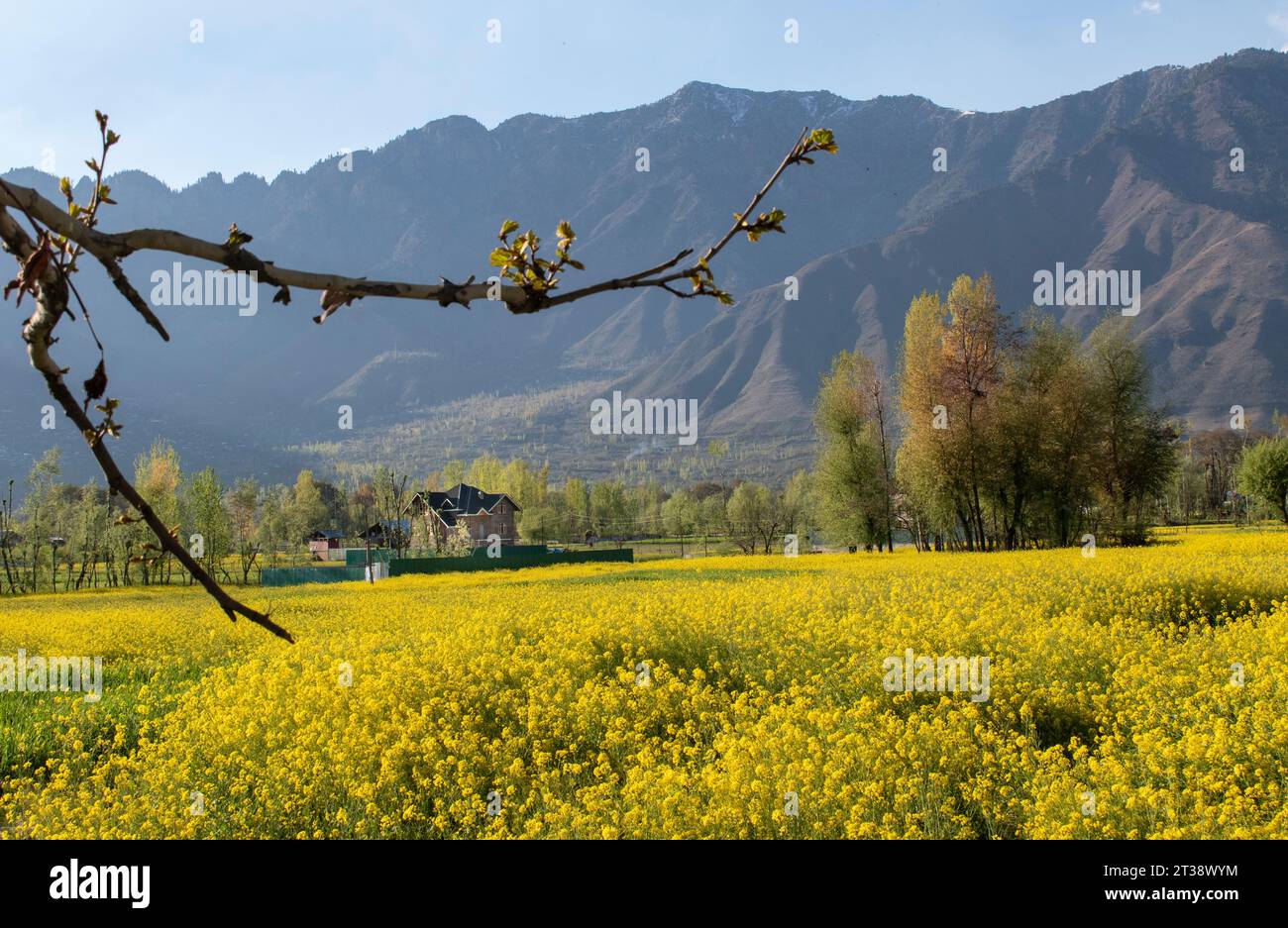 Fields of Gold: Affascinante paesaggio di fiori di senape: Un prato di fiori di senape: Splendidi campi di senape nel Kashmir Foto Stock