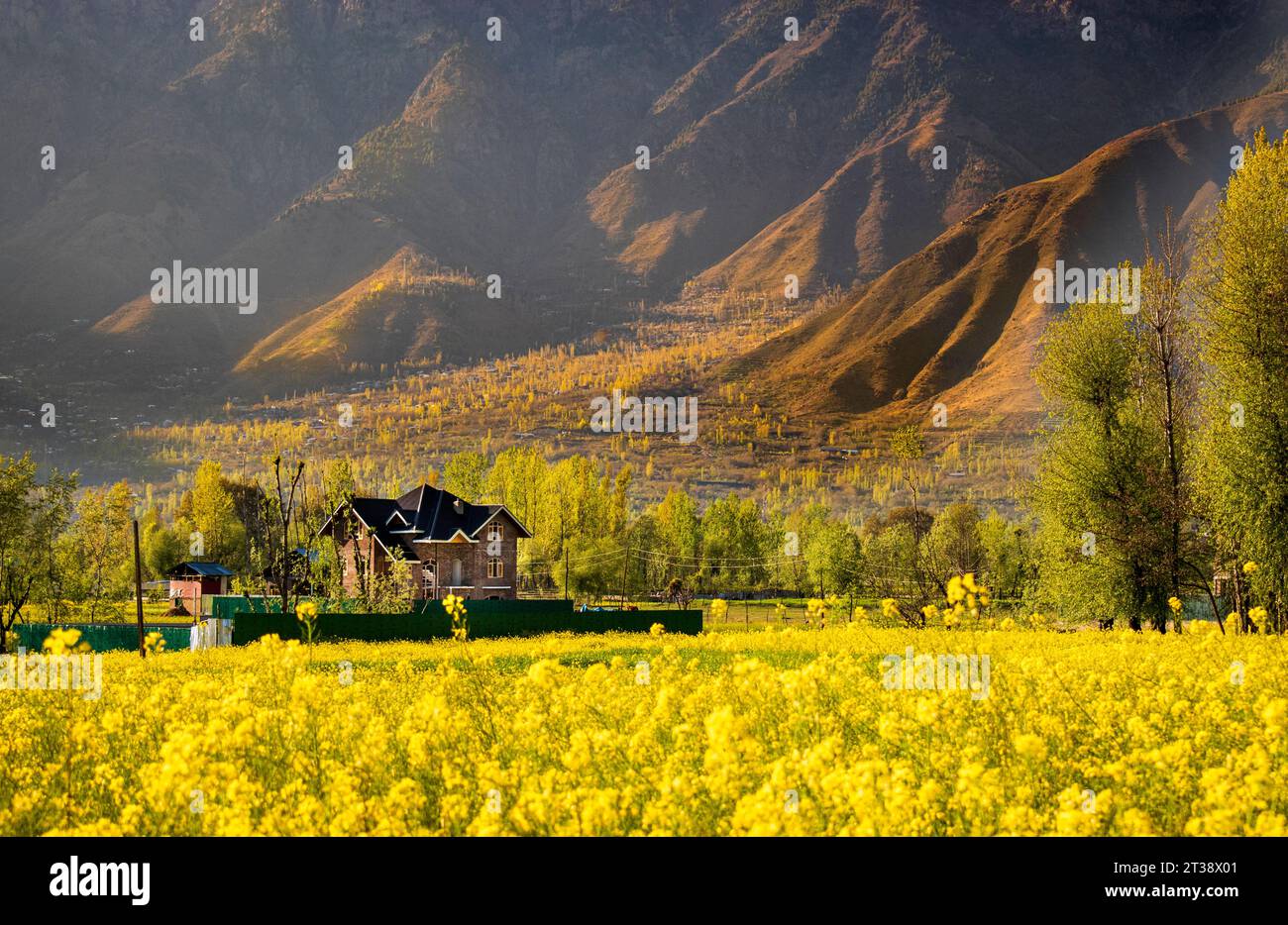 Fields of Gold: Affascinante paesaggio di fiori di senape: Un prato di fiori di senape: Splendidi campi di senape nel Kashmir Foto Stock
