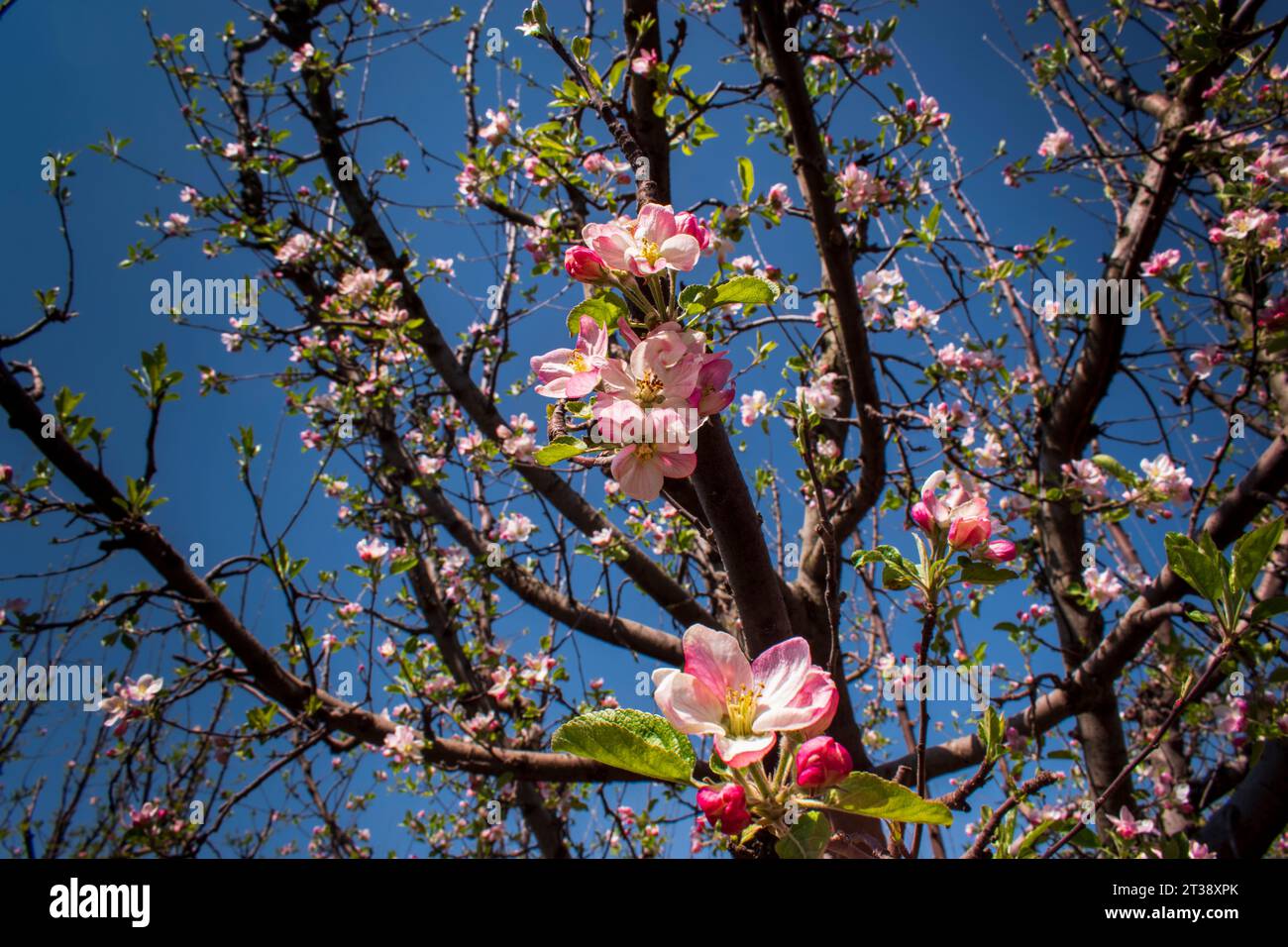 Fiori di mele in piena fioritura: Catturare la bellezza della natura: L'eleganza dei fiori di mele Foto Stock