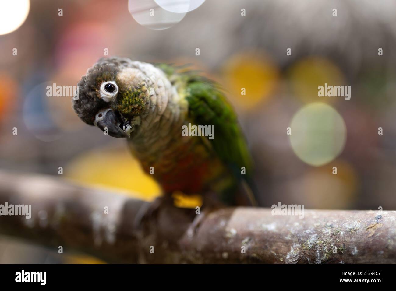 Primo piano di una conura dalle guance verdi che guarda la fotocamera. Il carino pappagallo inclina la testa e guarda la fotocamera. Foto Stock
