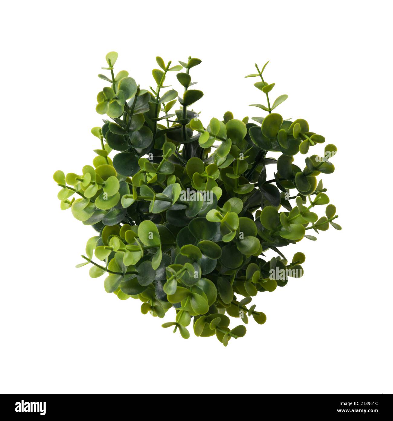 Primo piano della pianta succulenta isolata su sfondo bianco. Fotografia realistica sulla panchina di colore bianco. Sedum, Stonecrop. Foto Stock