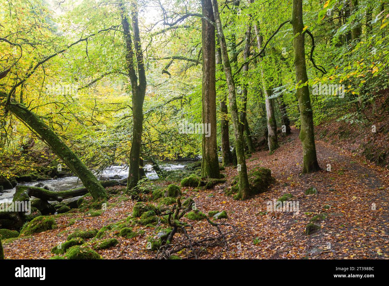 Sentiero a piedi per il torrente attraverso boschi vicino a Dolgellau, Snowdonia National Park, Gwynedd, Galles del Nord Foto Stock