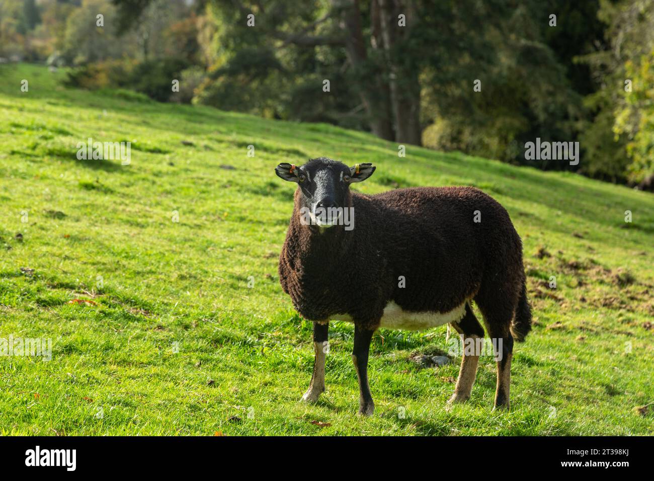 badger affronta le pecore di montagna gallesi Foto Stock