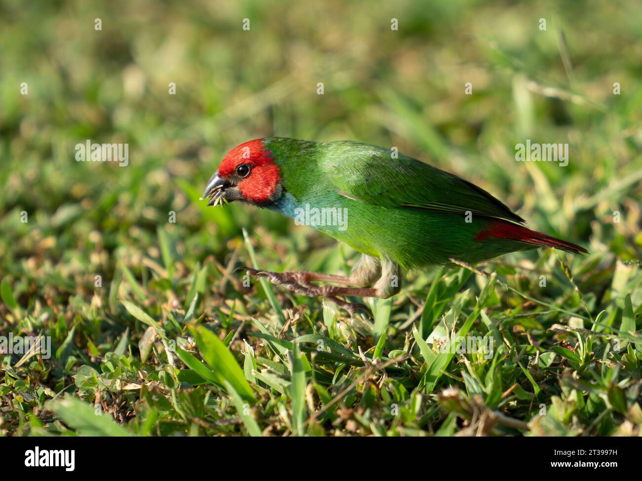 Il piccolo pappagallo colorato che si nutre di semi d'erba nel prato. Foto Stock