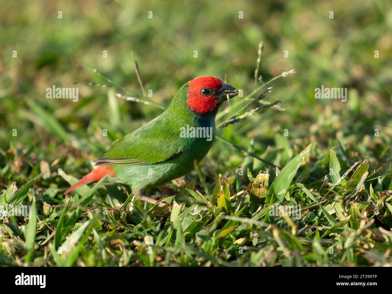 Il piccolo pappagallo colorato che si nutre di semi d'erba nel prato. Foto Stock