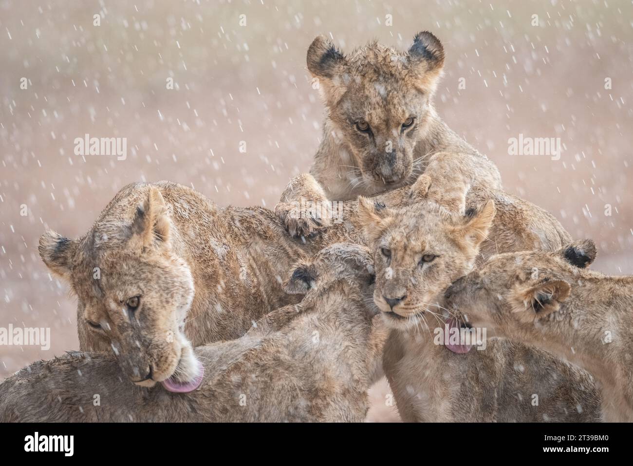 I cuccioli e la mamma si fanno tutti un bagno SUD AFRICA, immagini EDIFICANTI mostrano un orgoglio di leone apparentemente felice di godersi una doccia quando sono stati catturati Foto Stock