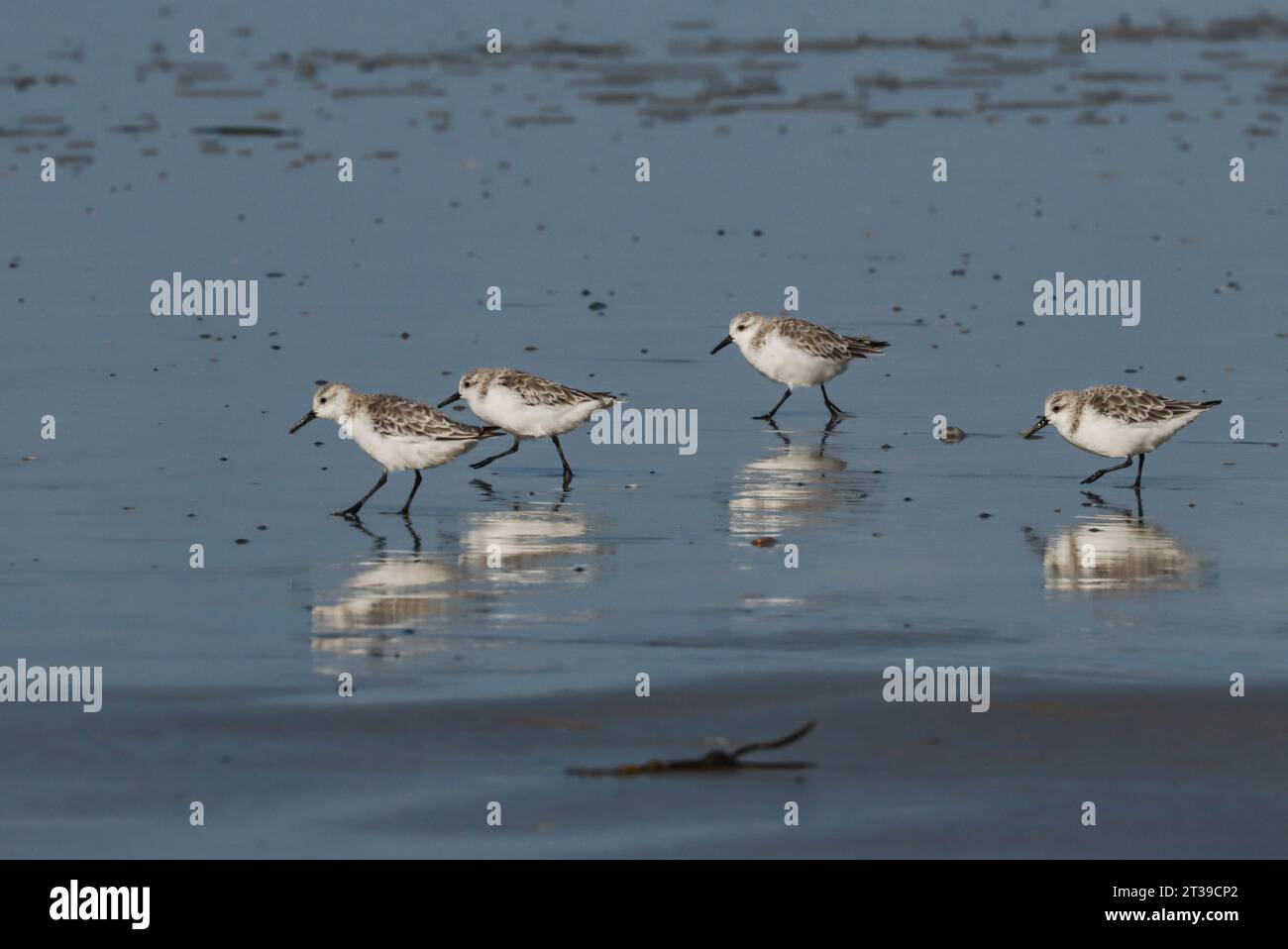 Quattro sanderlings (Calidris alba) durante una sosta migratoria in Bretagne, Francia Foto Stock