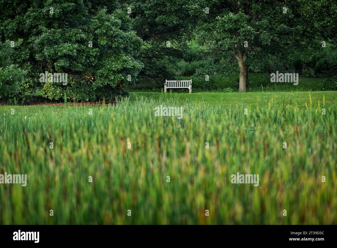 Pittoresca vista dell'occhio, piacevole e lussureggiante campo di piantagione agricola sfocato con panchina vuota nel mezzo contro alberi di foresta della natura alla luce del giorno Foto Stock
