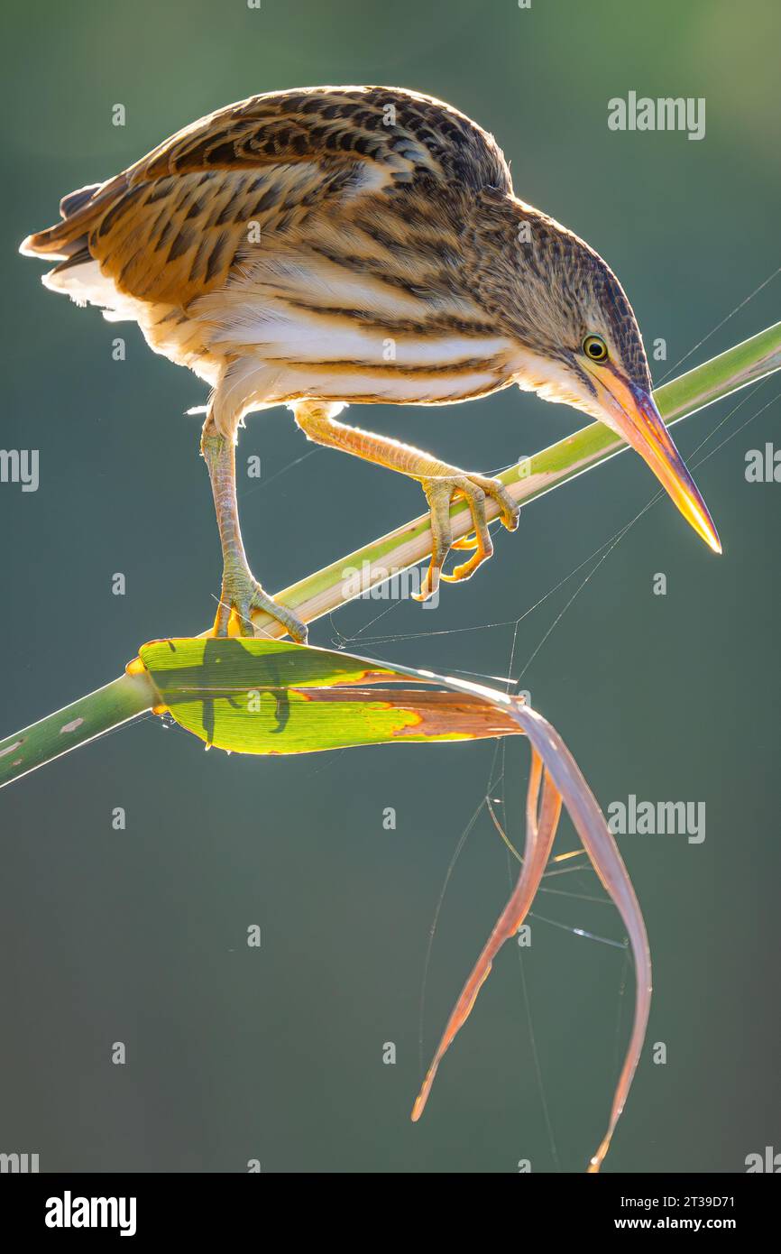 Ixobrychus minutus in mezzo a canne in un ambiente paludoso, osservando con attenzione i suoi dintorni in Castilla la Mancha Foto Stock