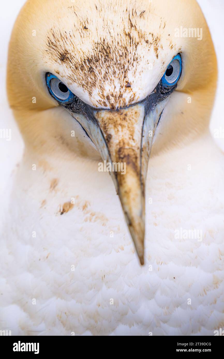 Vista ravvicinata dell'occhio blu di un gannet settentrionale e dettagli di piume colorate, che mostrano la sua bellezza naturale Foto Stock