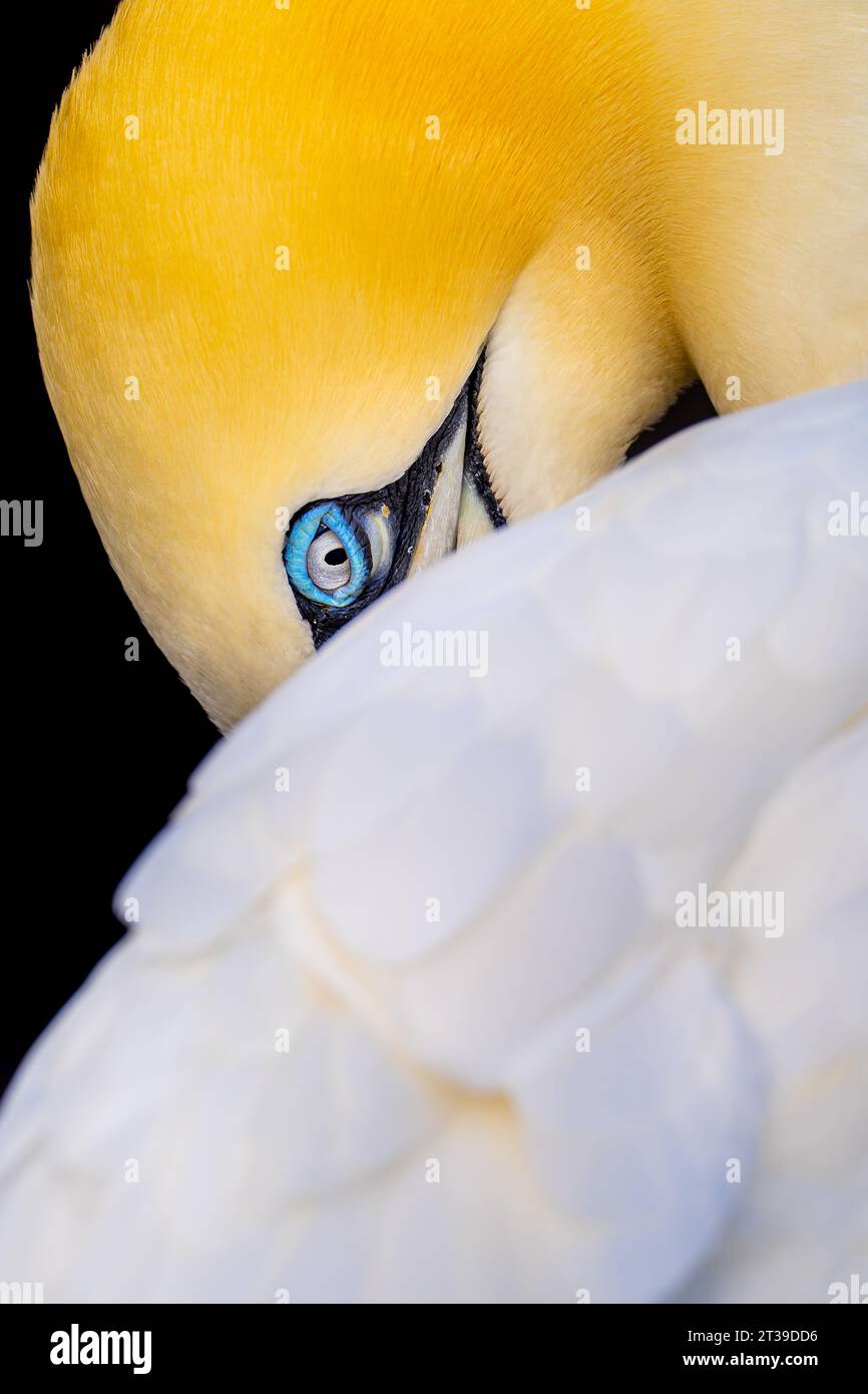 Primo piano della vivace testa gialla di un gannet del nord e dell'occhio azzurro perforante, con piume bianche che creano un contrasto morbido su uno sfondo nero Foto Stock