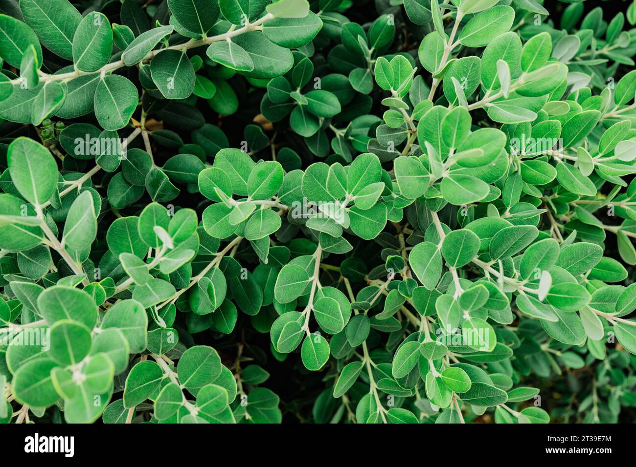 Una fitta collezione di foglie verdi, interconnesse e sovrapposte, che mostrano la bellezza e la profondità della natura Foto Stock