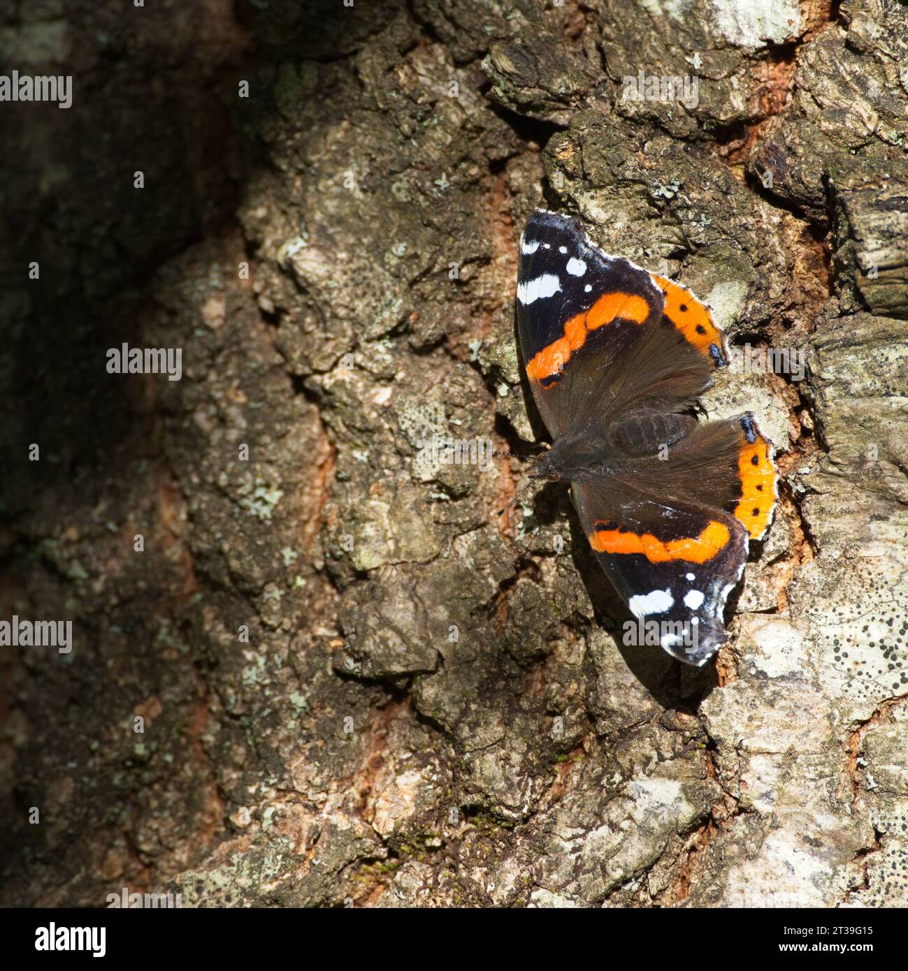 Red Admiral Butterfly, Vanessa atlanta, aggrappata a un albero nel sole autunnale Foto Stock