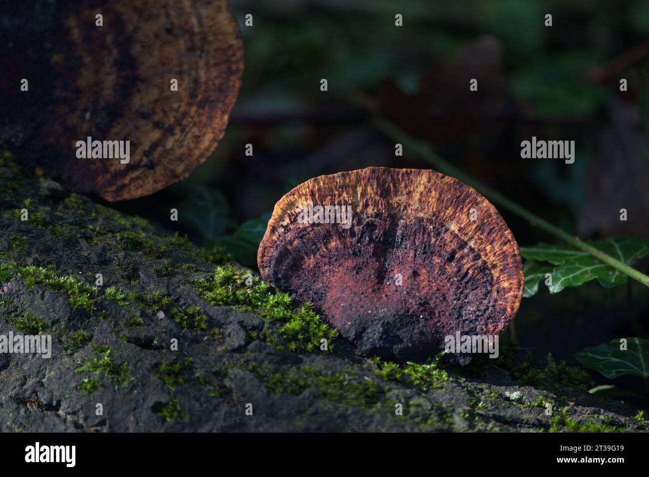 Staffa soleggiata con cintura rossa, Fomitopsis pinicola, fungo che cresce su un albero morto Foto Stock