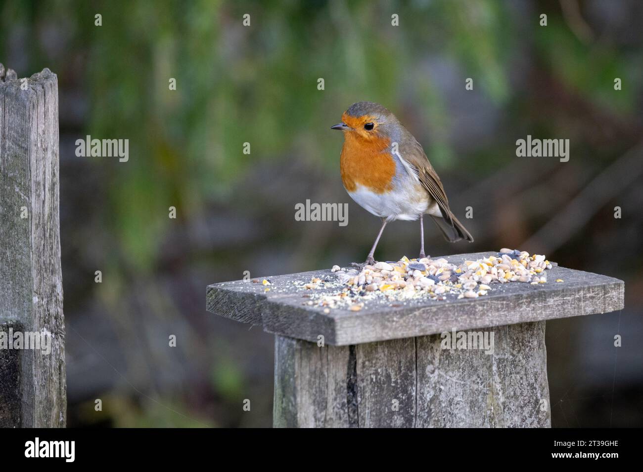 Primo piano di un allarme Robin in piedi su un tavolo di legno coperto di semi Foto Stock