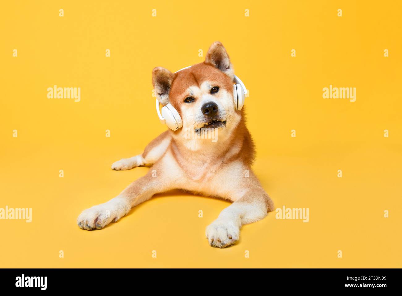 Simpatico cane giapponese Akita Inu che giace e indossa cuffie con uno sfondo isolato da studio di colore giallo Foto Stock