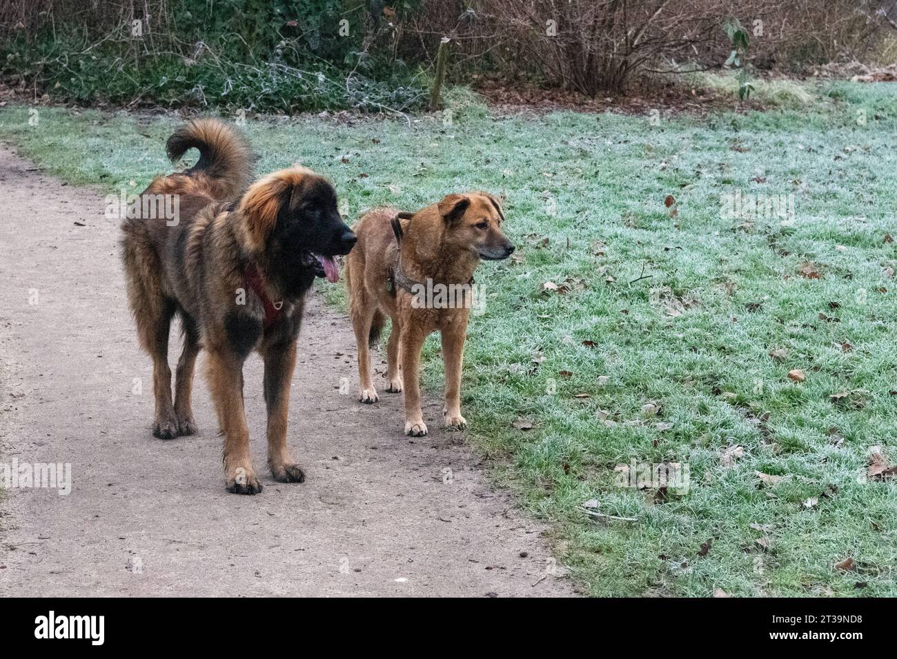 Phoebe, Leonberger Foto Stock