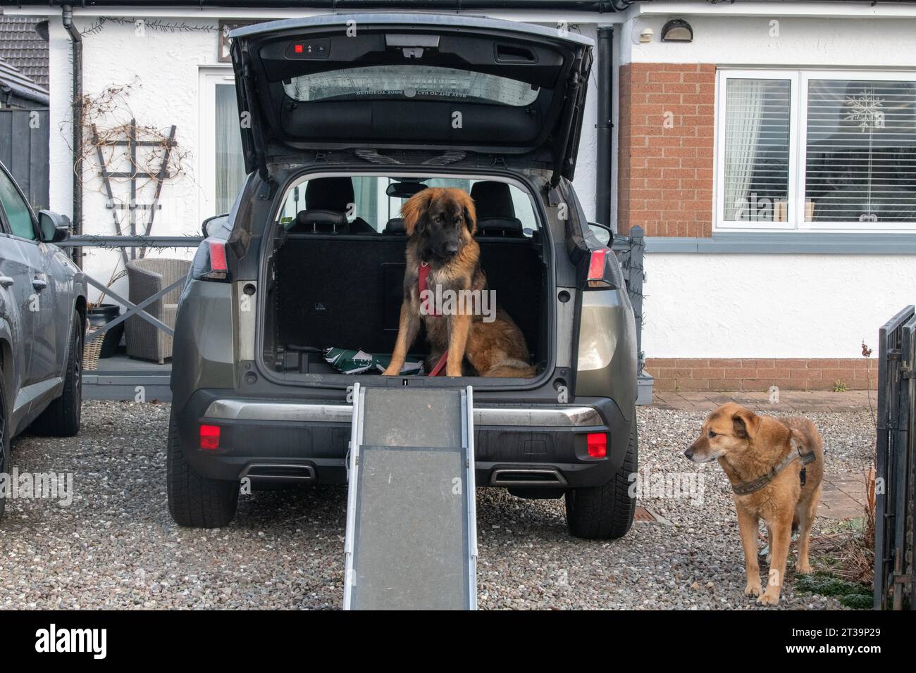 Phoebe, Leonberger Foto Stock