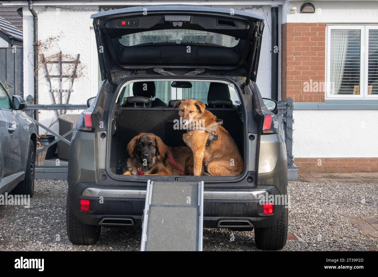Phoebe, Leonberger Foto Stock