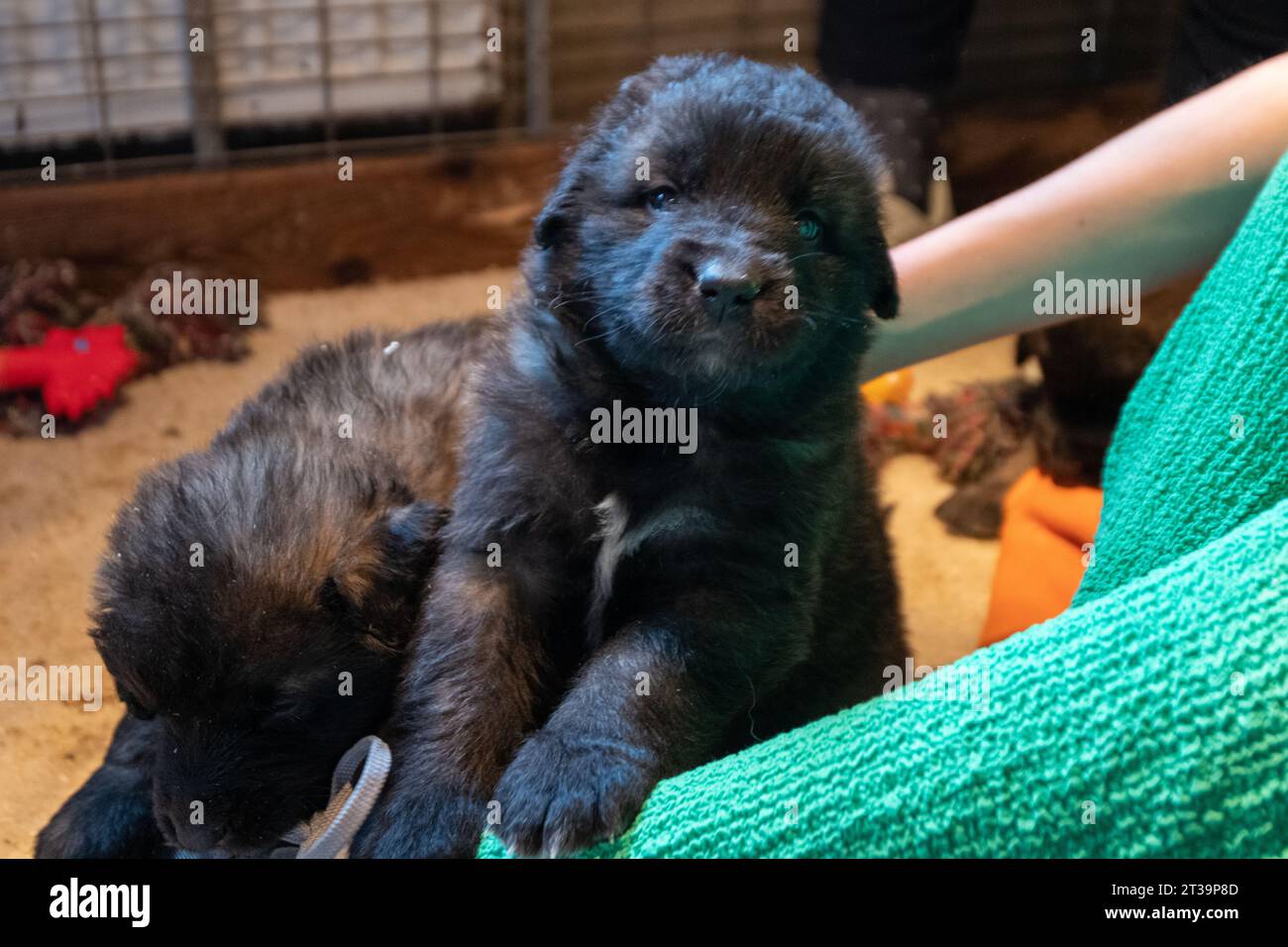 Phoebe, Leonberger Foto Stock