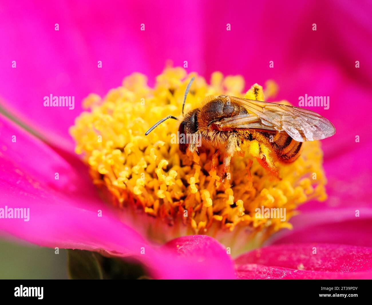 Macro di api (Apis) che si nutrono di fiori di cosmo rosso Foto Stock