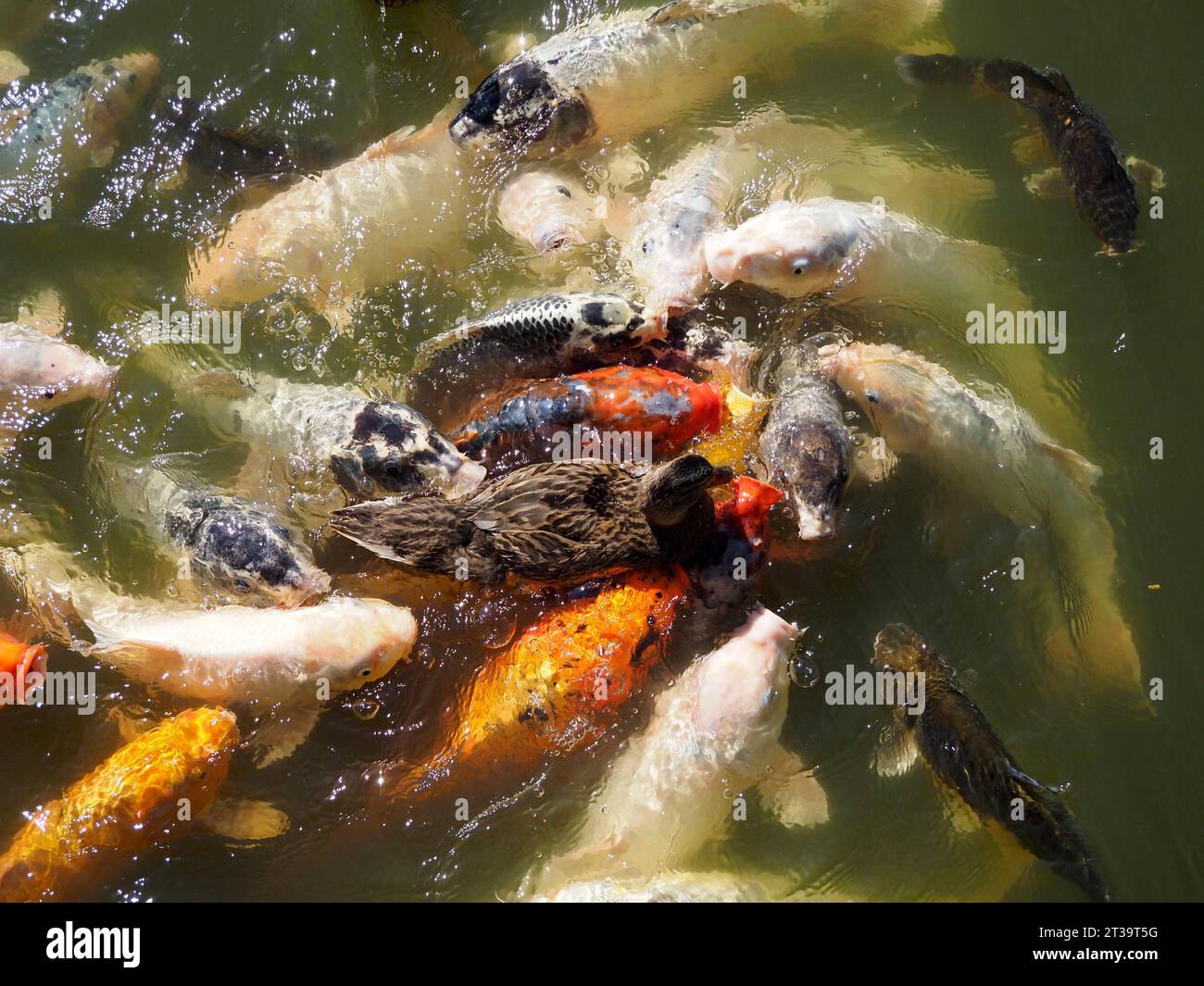 Molte carpe koi (Cyprinus) multicolore in superficie dell'acqua e anatra al centro del gruppo di pesci Foto Stock