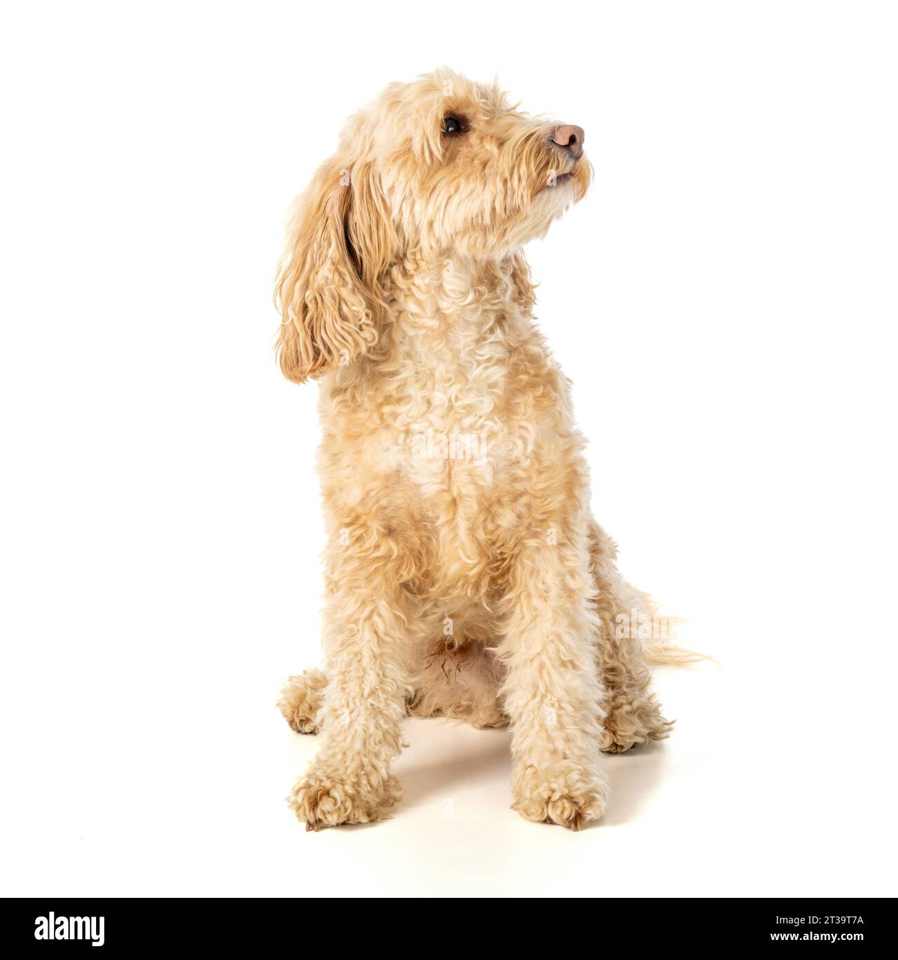 Il cane bionda Cockapoo seduto di fronte alla telecamera guardando fuori tiro in attesa del comando del proprietario. Foto Stock