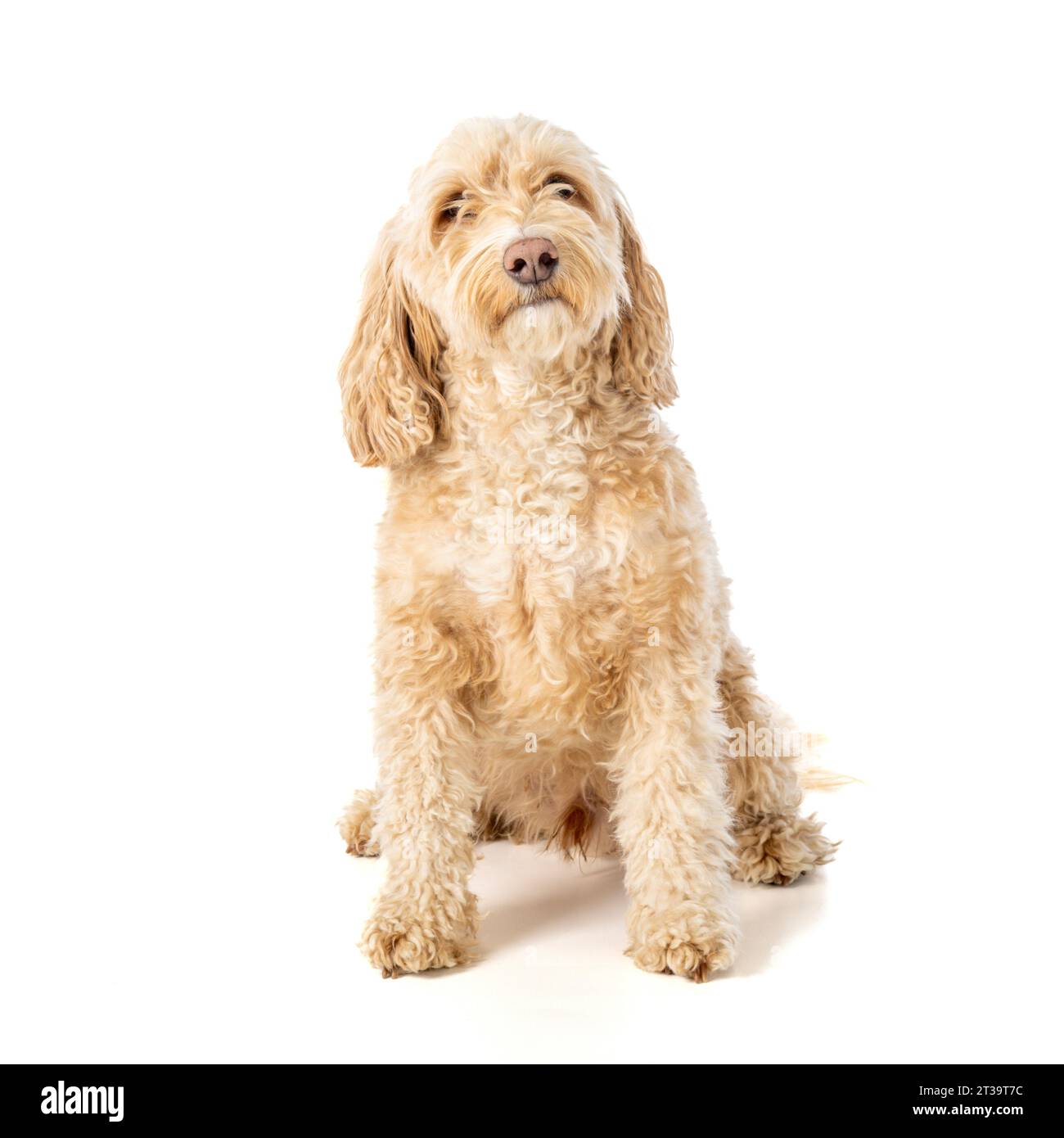 Bionda Cockapoo cane seduto di fronte alla telecamera attendo con attenzione il comando del proprietario. Foto Stock