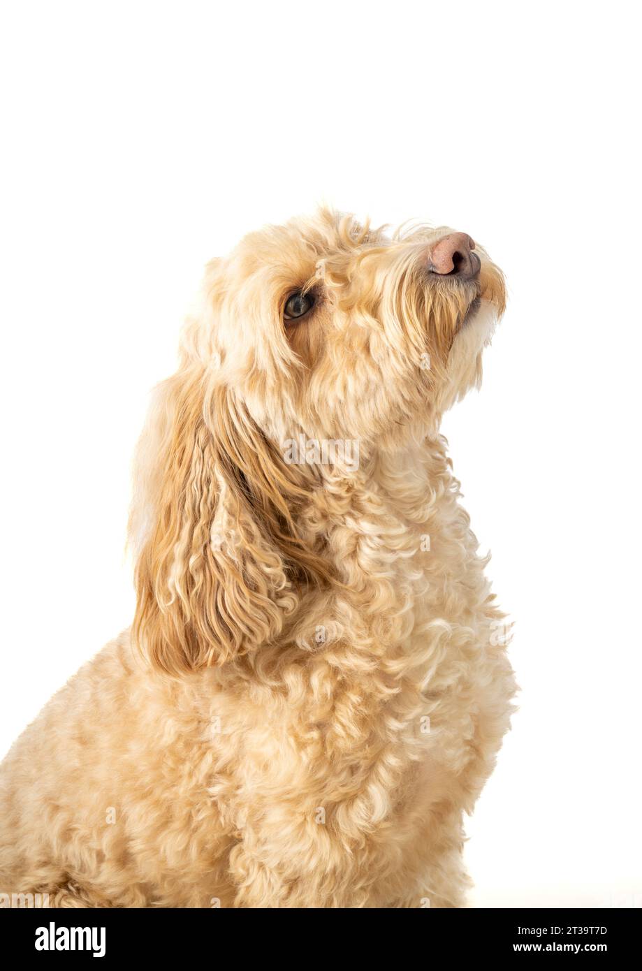 Cane bionda Cockapoo con vista laterale, seduto con attenzione su uno sfondo bianco, testa inclinata verso l'alto in attesa del comando del proprietario Foto Stock