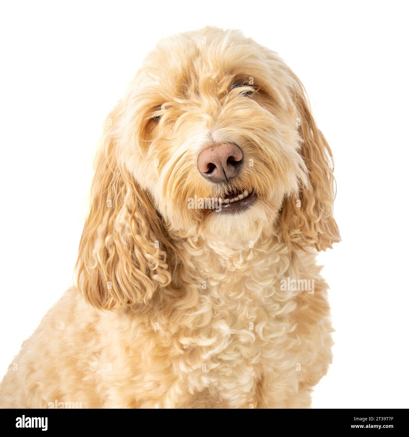 Cane biondo cockapoo seduto con attenzione, di fronte alla fotocamera su uno sfondo bianco. Foto Stock