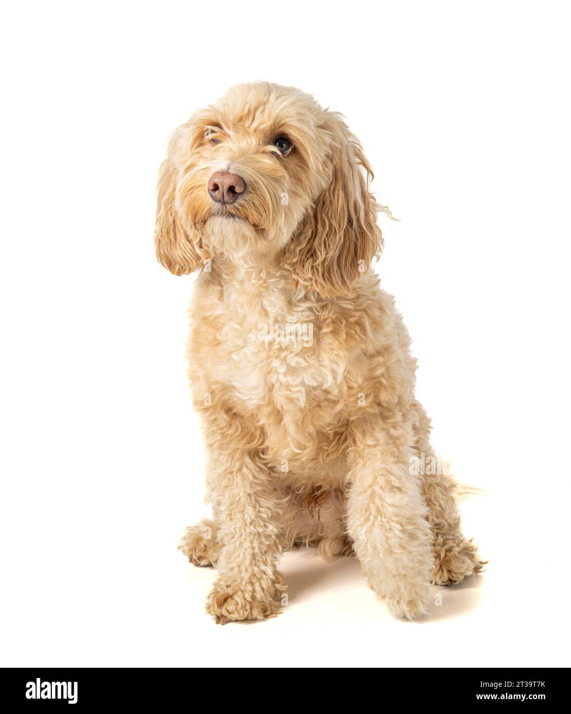 Bionda Cockapoo cane seduto di fronte alla telecamera attendo con attenzione il comando del proprietario. Foto Stock