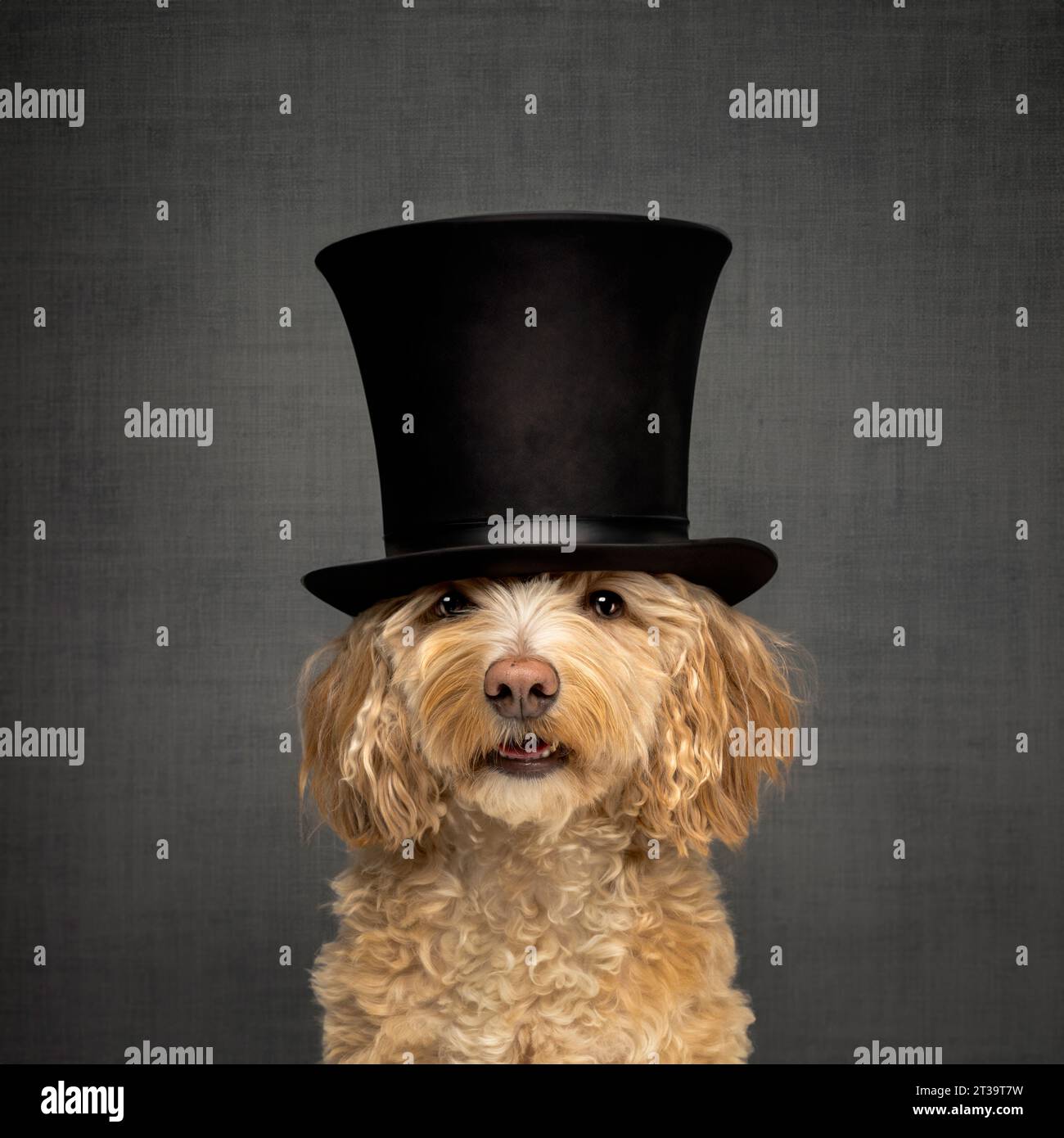 Bionda cockapoo che indossa un cappello nero visto su uno sfondo grigio Foto Stock