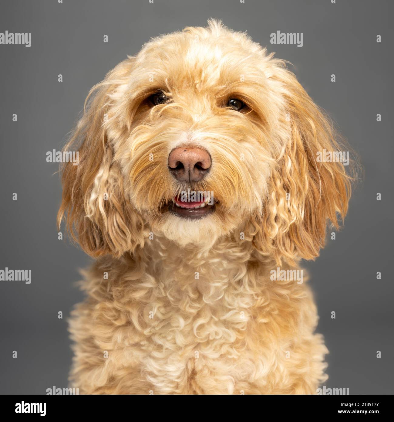 Foto della testa e delle spalle di un cane biondo cockapoo che guarda la telecamera su uno sfondo grigio. Foto Stock