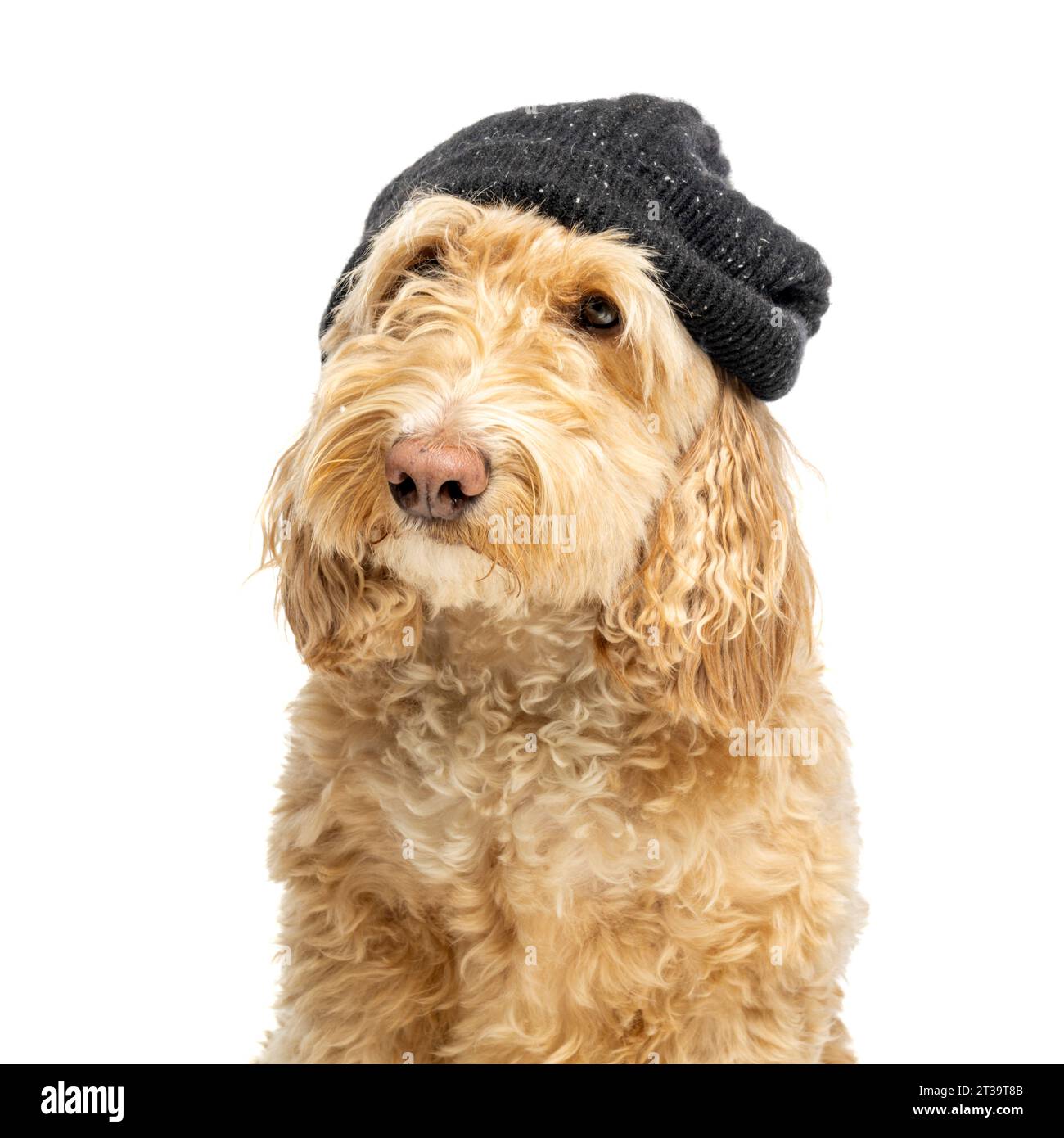 Foto della testa e delle spalle di un cane biondo Cockapoo che indossa un berretto in maglia nera visto su uno sfondo bianco Foto Stock